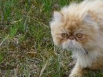 Gato Royan2.jpg