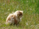 Gato en Royan.jpg