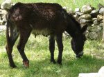 Burro en Vega de Pas_880x660.JPG