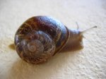 caracol2.JPG