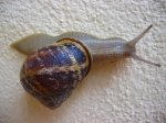 caracol1.JPG