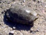 tortuga.jpg