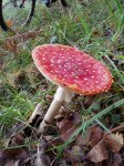 2006-10-08-LalinBtt-1300.jpg