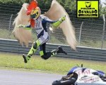 pollo1.jpg