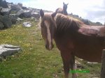 JAROSA11.jpg