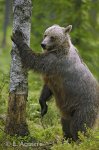 oso_molestoso.jpg