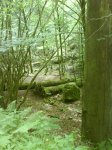 Bosque.JPG