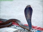 cobra.jpg