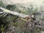 arbol1.jpg