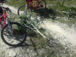 arbol2.jpg