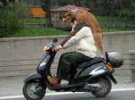perrimoto4.jpg
