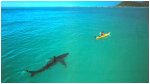 shark-kayak.jpg