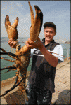 bogavante-gigante.gif