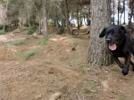 Dog2.jpg