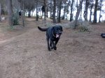 dog1.jpg