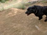 Dog0.jpg