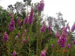 DSC03909.jpg