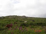 DSC03927.jpg