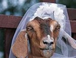Cabra_Novia.jpg