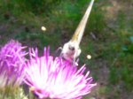 Foto16.JPG