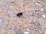 25062010100.jpg