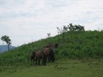 IMG_9388.JPG
