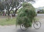 Bici-CargaDeHierba.jpg