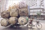 Bici-Trailer.jpg