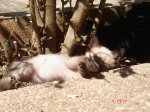 DSC06247.JPG