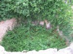 IMG_3369.jpg