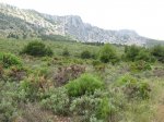 IMG_3385.jpg
