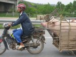 hanoiuncerdovietnamitaenmoto-1257109527113.jpg