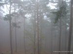 a01_NieblaEnElBosqueQ90.jpg