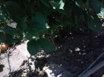 IMG076.jpg