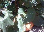 IMG078.jpg