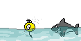 tiburon.gif