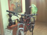 loro.jpg