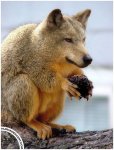 coyoteardilla.jpg