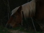 PA270674.jpg