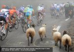tdf10st17-sheep.jpg