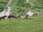 IMG_0785.jpg