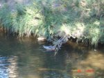 DSC04287.jpg