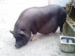 DSC01043.JPG