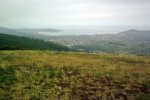 Covas4.jpg
