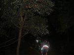 nocturna 009.jpg
