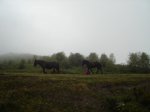 DSC06610.jpg