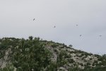 IMG_5071.jpg