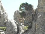 trekin las torres de la pedriza 15-8-2010 126.jpg