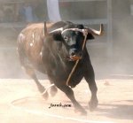 toro bravo.jpg