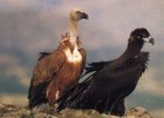 fauna,+buitres[1].jpg